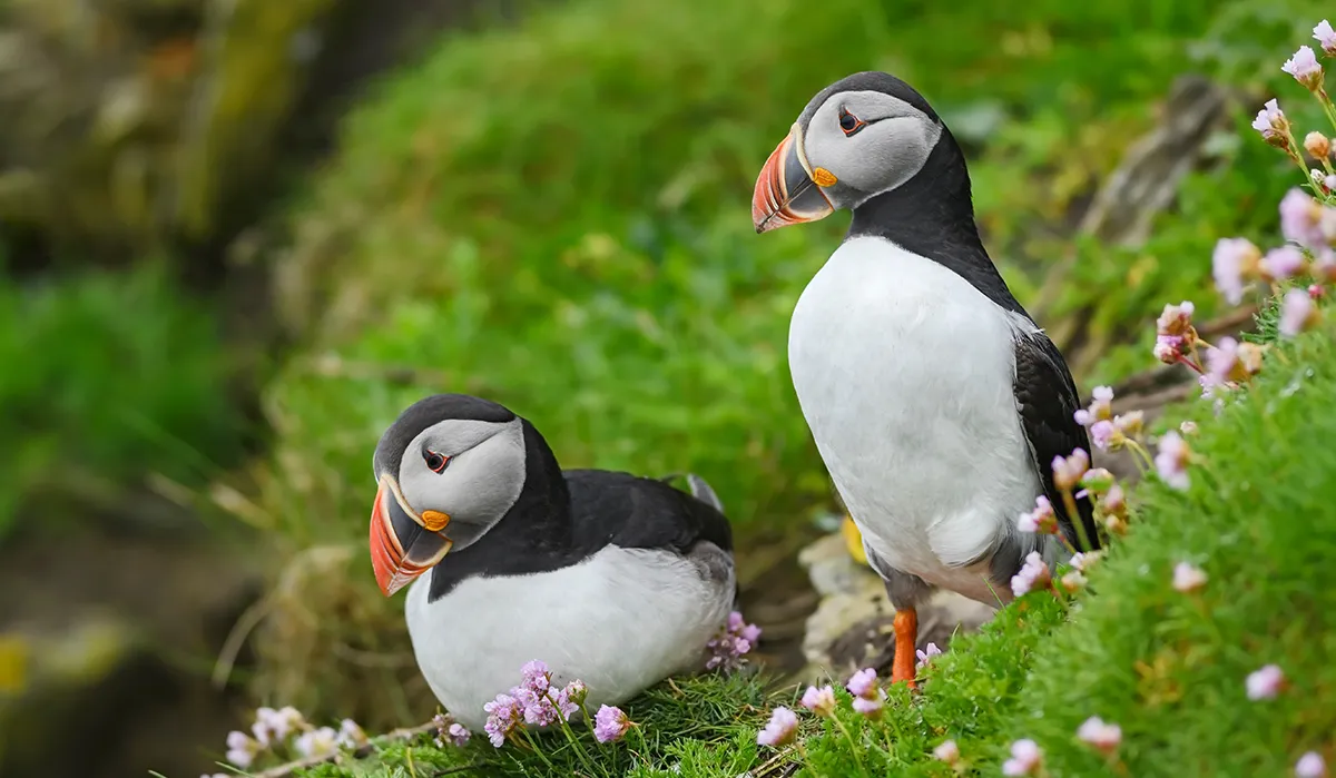 Pair of puffins on grassy cliffside at Faroe Islands seen during a Vikingfjord expedition cruise