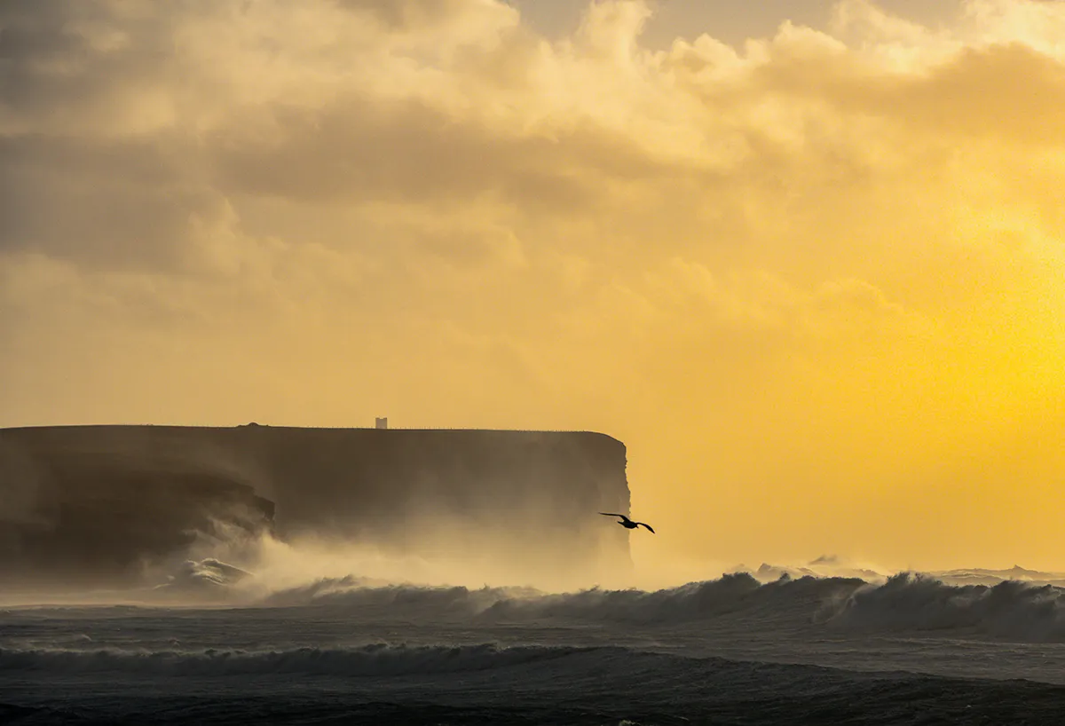 Dramatic cliff coastline at sunset with waves and seabird over the sea near Orkney and Shetland
