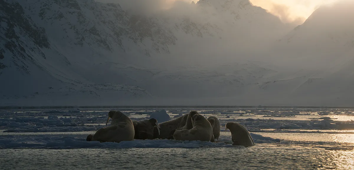 Walruses resting on sea ice with Arctic mountains in the background during an expedition charter